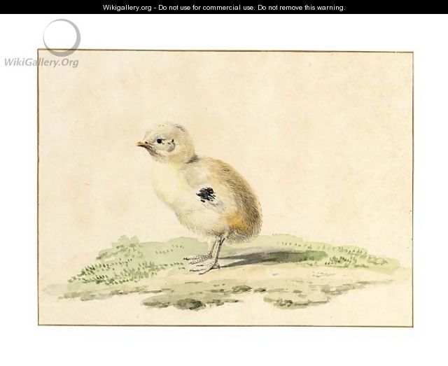 A Newborn Chick - Aert Schouman
