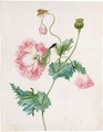 A Poppy In Three Stages Of Flowering, With A Caterpillar, Pupa And A Butterfly - Johanna Helena Herolt Graff