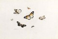 Studies Of Seven Butterflies - Anton Henstenburgh