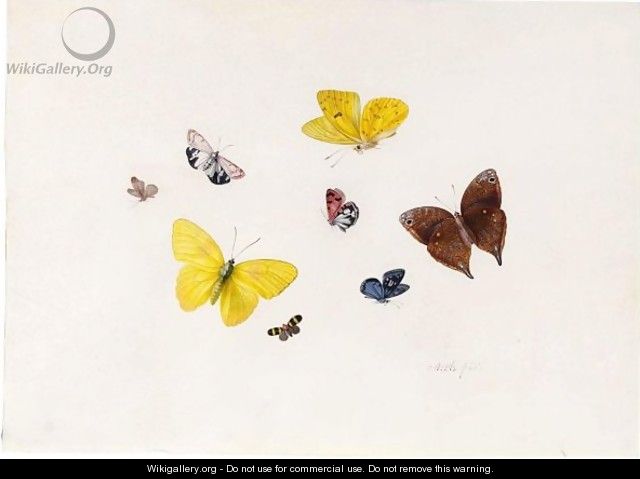 Butterflies And Moths - Anton Henstenburgh