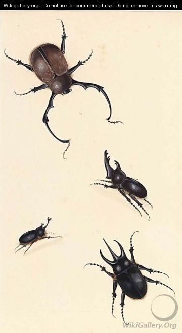 A Rhinoceros Beetle And Three Other Beetles - Dutch School