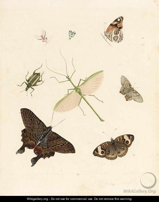 Butterflies And Other Insects - Dutch School