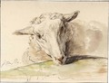 Study Of The Head Of A Sheep - Jacob van Strij