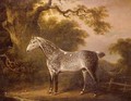 A Dappled Grey Hunter - (after) Charles Towne