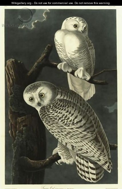 Snowy Owl - John James Audubon