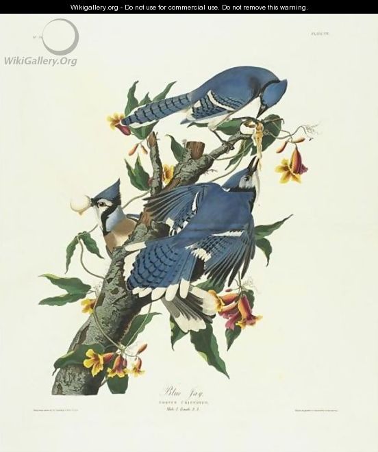 Blue Jay (Plate C11) - John James Audubon