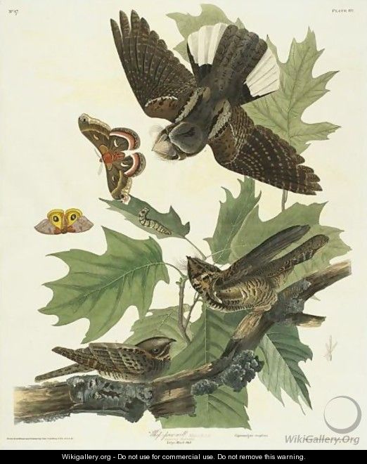 Whip-Poor-Will - John James Audubon