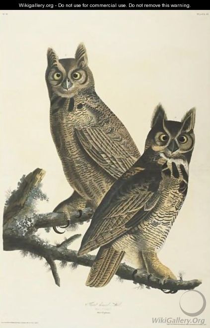 Great Horned Owl (Plate 61) - John James Audubon