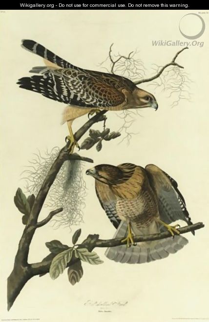 Red-Shouldered Hawk (Plate 56) - John James Audubon