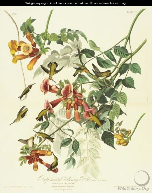 Ruby-Throated Humming Bird - John James Audubon