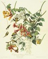 Ruby-Throated Humming Bird - John James Audubon