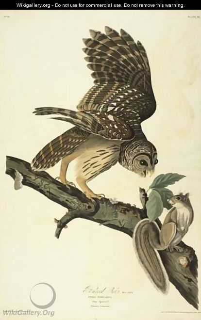 Barred Owl (Plate 46) - John James Audubon