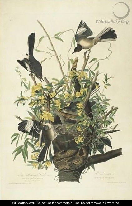 The Mocking Bird (Plate 21) - John James Audubon