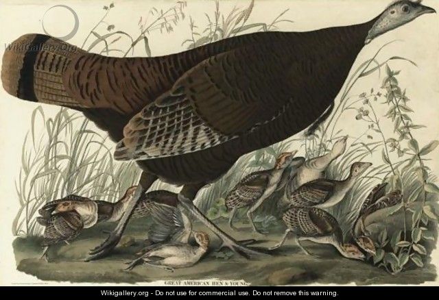 Great American Hen And Young (Plate Vi) - John James Audubon