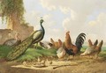 Peacocks, Cockerels And Chickens In A Landscape Near A Ruined Wall - Albertus Verhoesen