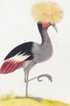A Crowned Crane - (after) Nicolas Robert