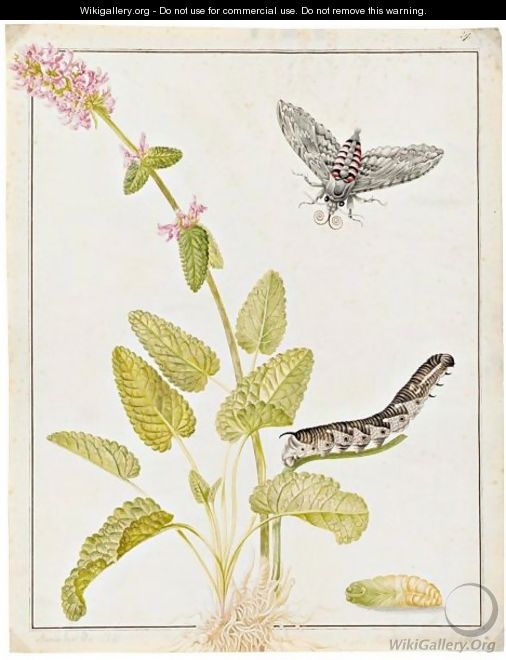 A Convolvulus Hawk Moth As A Pupa, Caterpillar And Moth, On A Sprig Of Betony - Maria Sibylla Merian