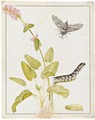 A Convolvulus Hawk Moth As A Pupa, Caterpillar And Moth, On A Sprig Of Betony - Maria Sibylla Merian