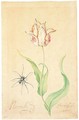A Tulip 'Merveille Breughel' And Spider - Balthasar Van Der Ast