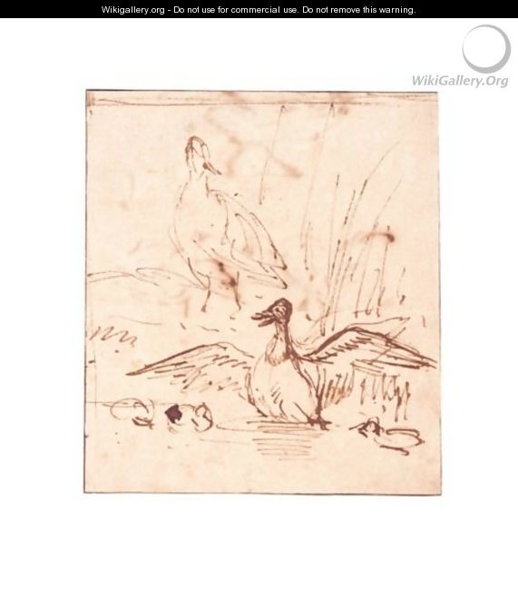 Sketches Of Ducks And Chickens - Anthonie Van Borssom
