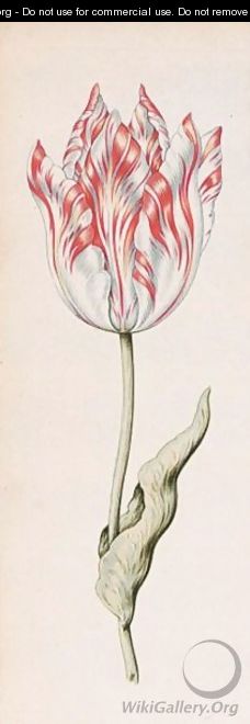 A Tulip 
