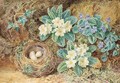 Still life of birds nest with primroses and ivy - Thomas Collier