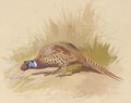 Chinese ring necked pheasant - Archibald Thorburn