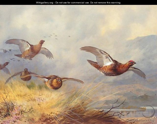 Grouse in flight - Archibald Thorburn