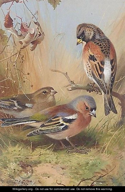 A Brambling And Two Chaffinches - Archibald Thorburn