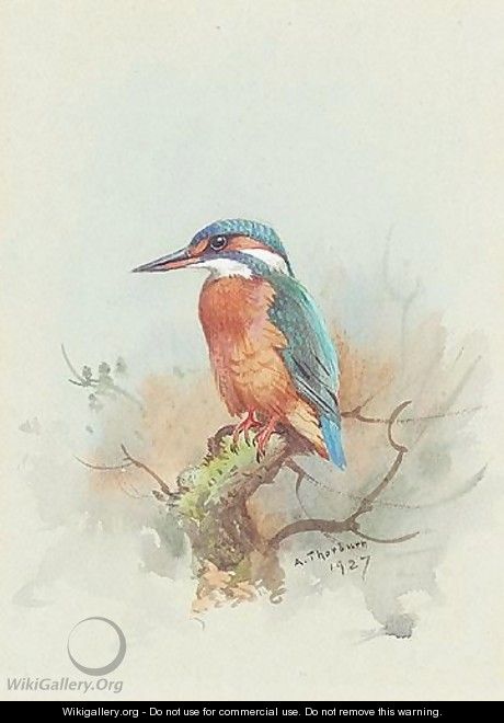 Kingfisher - Archibald Thorburn