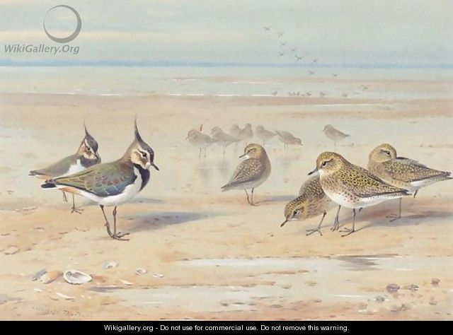 Lapwing And Golden Plover On The Shore - Archibald Thorburn