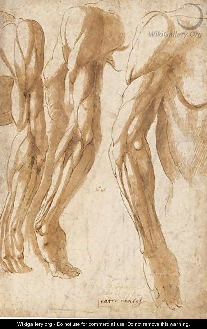 Study Of Arms And Shoulders - Bartolomeo Torri