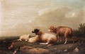 Sheep And Chicken - Franz van Severdonck