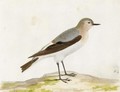 A Wheatear - Pieter the Younger Holsteyn