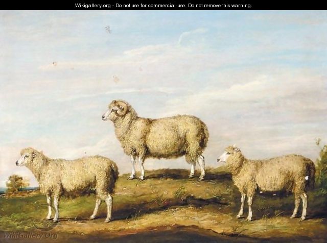 A Dartmoor Ram, Ewe And Wether - James Ward