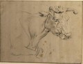 Study Of A Cow - (after) Paulus Potter