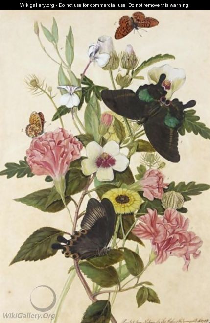 Hibiscus And Geraniums With Butterflies - Thomas Jnr Robins