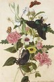 Hibiscus And Geraniums With Butterflies - Thomas Jnr Robins