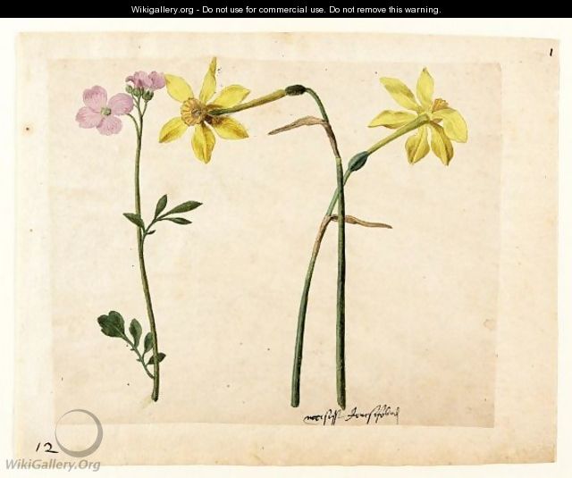 A Sheet Of Studies Of Flowers Two Narcissi And A Lady