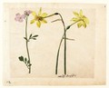 A Sheet Of Studies Of Flowers Two Narcissi And A Lady