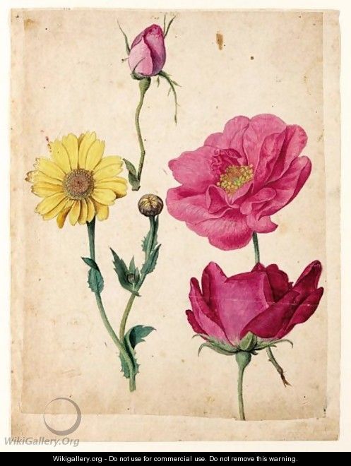 A Sheet Of Studies With French Roses And An Ox-Eye-Daisy - Jacques (de Morgues) Le Moyne