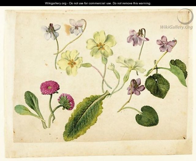 A Sheet Of Studies Of Flowers Two Double Daisies, Four Primroses And Five Violets With Separate Studies Of Their Leaves - Jacques (de Morgues) Le Moyne