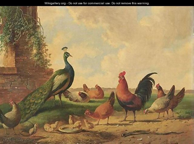 A Peacock Among Chickens - Albertus Verhoesen