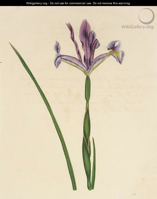Iris - (after) James Sowerby