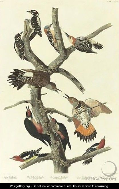Hairy Woodpecker (Plate 416) - John James Audubon