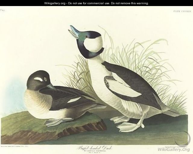 And Buffel-Headed Duck - John James Audubon