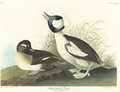 And Buffel-Headed Duck - John James Audubon