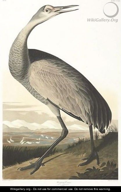Hooping Crane (Plate Cclxl) - John James Audubon