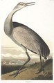Hooping Crane (Plate Cclxl) - John James Audubon