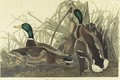 Mallard Duck (Plate 221) - John James Audubon